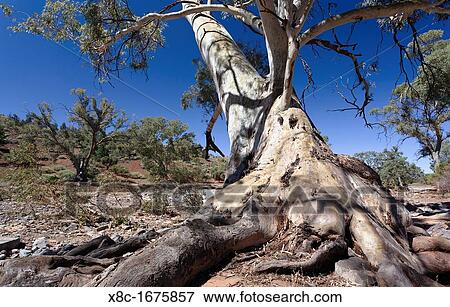 Flinders Ranges National Park in South Australia Valley with River Red Gum Eucalyptus camaldulensis View Large Photo Image Stock Photo - Flinders Ranges National Park in South Australia Valley with River Red Gum Eucalyptus camaldulensis. Fotosearch