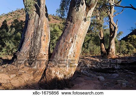Stock Photograph - Flinders Ranges National Park in South Australia Valley with River Red Gum Eucalyptus camaldulensis. Fotosearch