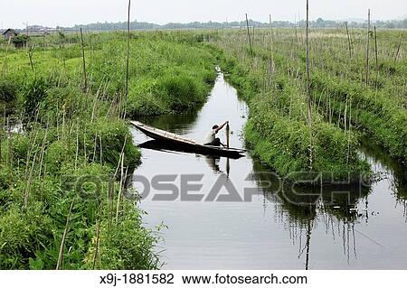 Floating gardens, Inle Lake, Shan states, Burma View Large Photo Image Stock Image - Floating gardens, Inle Lake, Shan states, Burma. Fotosearch