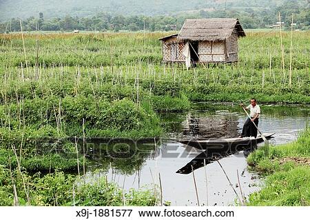 Floating gardens, Inle Lake, Shan states, Burma View Large Photo Image Stock Photo - Floating gardens, Inle Lake, Shan states, Burma. Fotosearch