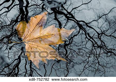 Floating leaf on a river, Ason river, Cantabria, Spain View Large Photo Image Stock Image - Floating leaf on a river, Ason river, Cantabria, Spain. Fotosearch