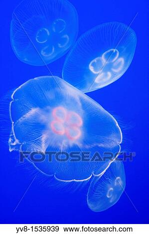 Floating Moon Jellyfish View Large Photo Image Stock Photo - Floating Moon Jellyfish. Fotosearch