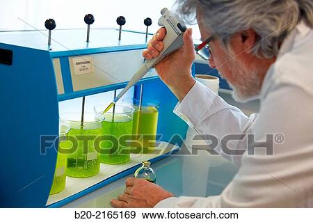 Flocculation tests. Precipitation of microalgae. Algae culture. Algae biofuel research. Organic Laboratory. Energy and Environment Division. Tecnalia Research and Innovation. Donostia. San Sebastian. Gipuzkoa. Basque Country. Spain. View Large Photo Image Stock Photo - Flocculation tests. Precipitation of microalgae. Algae culture. Algae biofuel research. Organic Laboratory. Energy and Environment Division. Tecnalia Research and Innovation. Donostia. San Sebastian. Gipuzkoa. Basque Country. Spain.. Fotosearch
