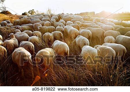 Flock grazing in a meadow between Hervas and Zarza de Granadilla. Silver Route, Caceres province, Extremadura, Spain View Large Photo Image Stock Image - Flock grazing in a meadow between Hervas and Zarza de Granadilla. Silver Route, Caceres province, Extremadura, Spain. Fotosearch