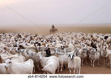 Flock in grassland, Amugulang, Inner Mongolia, China View Large Photo Image Picture - Flock in grassland, Amugulang, Inner Mongolia, China. Fotosearch