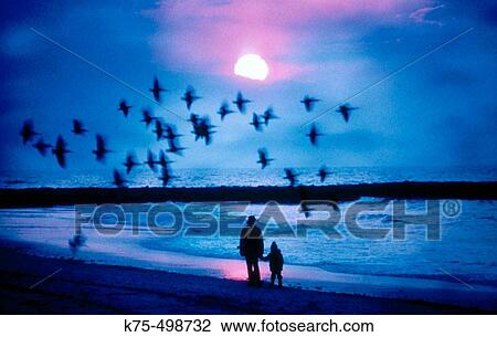 Stock Image - Flock of birds at sunset on the beach. Fotosearch
