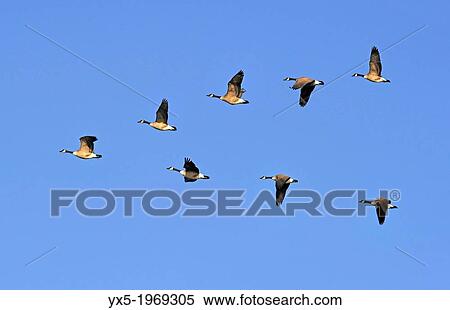 Stock Photography - Flock of Canada Geese Flying in V Formation.. Fotosearch