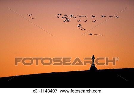 Flock of Common cranesGrus grus in migration flying at dusk Gallocanta Teruel Aragon Spain European bird View Large Photo Image Stock Photo - Flock of Common cranesGrus grus in migration flying at dusk Gallocanta Teruel Aragon Spain European bird. Fotosearch
