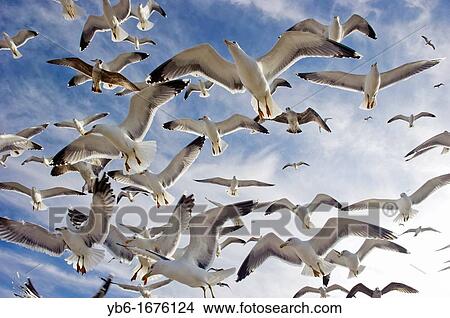 Picture - Flock of flying seagulls from below. Fotosearch