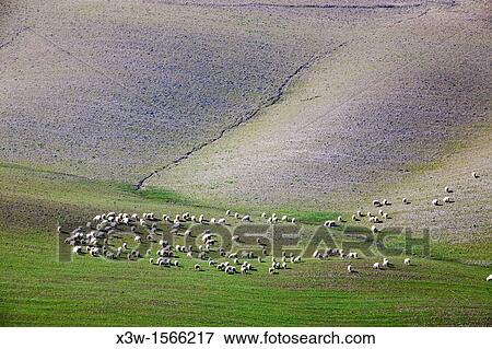flock of sheep and landscape, crete senesi, siena, tuscany, italy, europe View Large Photo Image Stock Photo - flock of sheep and landscape, crete senesi, siena, tuscany, italy, europe. Fotosearch