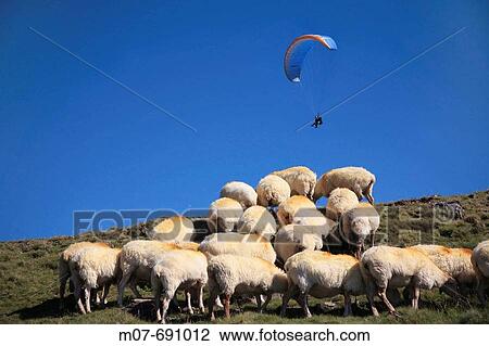 Flock of sheep and Paragliding View Large Photo Image Stock Image - Flock of sheep and Paragliding. Fotosearch