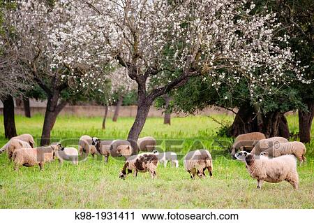 Stock Image - flock of sheep between almond blossom, Esglaieta, Esporlas, mallorca, Balearic Islands, Spain, Europe. Fotosearch