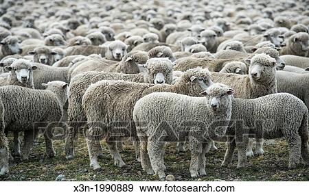 Flock of Sheep, Chile. View Large Photo Image Stock Photo - Flock of Sheep, Chile.. Fotosearch