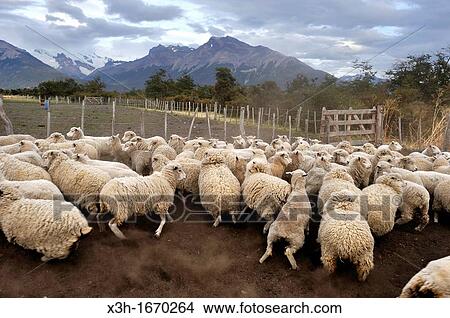 Picture - flock of sheep, estancia Nibepo Aike on the Argentino lakeshore, around El Calafate, Patagonia, Argentina, South America. Fotosearch