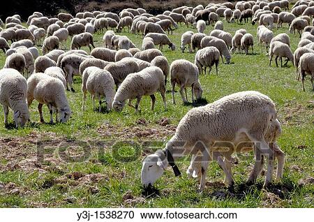 Flock of sheep grazing. Monroyo Teruel View Large Photo Image Stock Image - Flock of sheep grazing. Monroyo Teruel. Fotosearch