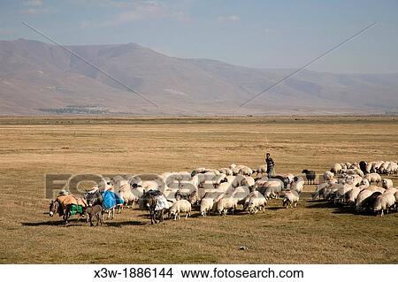 Picture - flock of sheep, highland to the west od erzurum, eastern anatolia, turkey, asia. Fotosearch