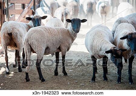 Flock of sheep in pen on a sheep farm in Rancagua, Chile. View Large Photo Image Stock Image - Flock of sheep in pen on a sheep farm in Rancagua, Chile.. Fotosearch