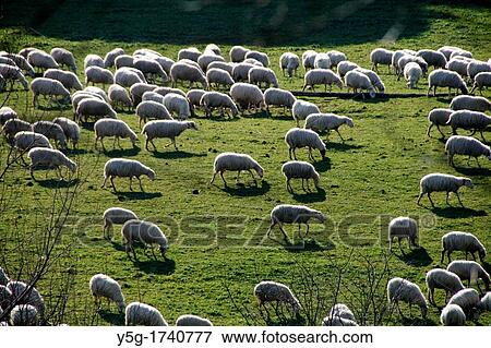 flock of sheep in the caffarella country park in rome italy View Large Photo Image Stock Photo - flock of sheep in the caffarella country park in rome italy. Fotosearch
