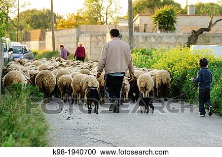 Stock Image - flock of sheep, Llucmajor, mallorca, Balearic Islands, spain, europe. Fotosearch