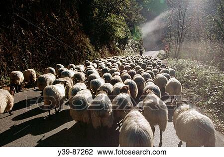 Flock of sheep, Navarre, Spain View Large Photo Image Stock Image - Flock of sheep, Navarre, Spain. Fotosearch