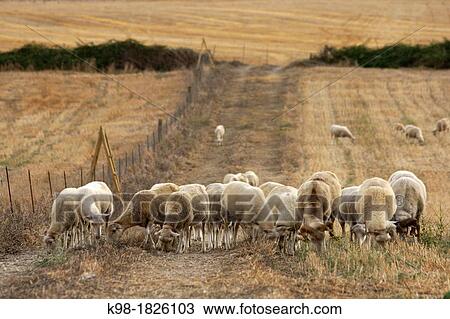Stock Image - Flock of sheep, Son Brondo, Lloret de vistalegre, Es Pla Mallorca Balearic Islands Spain. Fotosearch