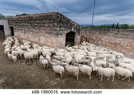 flock of sheep, Son Ripoll Vell, Son Sardina, Palma, Mallorca, Balearic Islands, Spain, europe. View Large Photo Image Stock Photograph - flock of sheep, Son Ripoll Vell, Son Sardina, Palma, Mallorca, Balearic Islands, Spain, europe.. Fotosearch