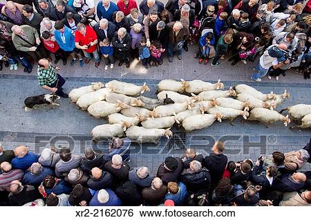 Flock of sheep through the streets of Ordizia village, in a day known as "Artzai Eguna", Gipuzkoa, Basque Country. View Large Photo Image Stock Photograph - Flock of sheep through the streets of Ordizia village, in a day known as "Artzai Eguna", Gipuzkoa, Basque Country.. Fotosearch