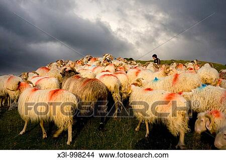Flock of sheeps Belagua valley Navarra Spain View Large Photo Image Picture - Flock of sheeps Belagua valley Navarra Spain. Fotosearch