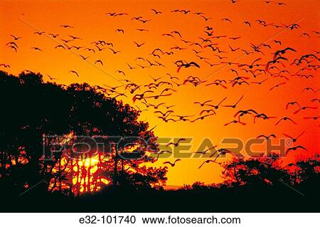 Flock of Snow Geese (Chen caerulescens). Chincoteague National Wildlife Refuge, Virginia, USA View Large Photo Image Stock Image - Flock of Snow Geese (Chen caerulescens). Chincoteague National Wildlife Refuge, Virginia, USA. Fotosearch