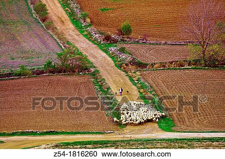 Stock Image - Flock sheep and Shepherd with a dog, near Uruea, Valladolid, Castile and Le? n, Spain. Fotosearch