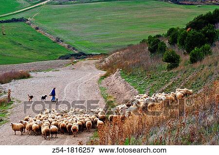 Flock sheep and Shepherd with a dog, near Uruea, Valladolid, Castile and Le? n, Spain View Large Photo Image Stock Photo - Flock sheep and Shepherd with a dog, near Uruea, Valladolid, Castile and Le? n, Spain. Fotosearch