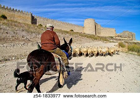 Flock sheep, dogs, and Shepherd riding a donkey, near castle wall Uruea, Castile and Le? n, Spain View Large Photo Image Stock Photo - Flock sheep, dogs, and Shepherd riding a donkey, near castle wall Uruea, Castile and Le? n, Spain. Fotosearch