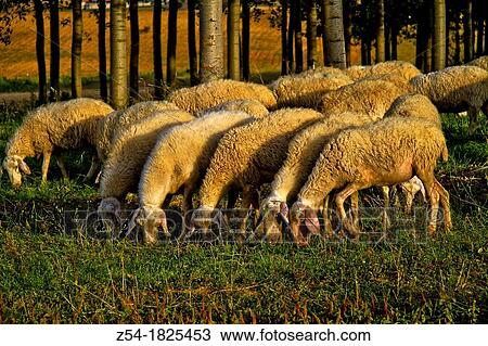 Stock Image - Flock sheep near Benavente, Castile and Le? n, Spain. Fotosearch