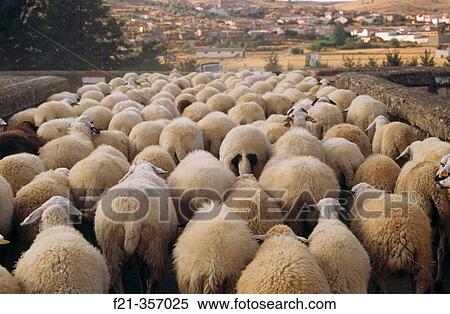Flock View Large Photo Image Stock Photography - Flock. Fotosearch