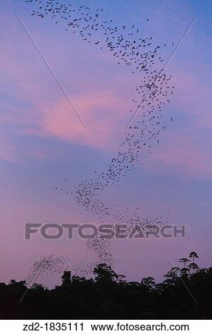 Stock Image - Flocks of Wrinkle-lipped Bats Tadarida plicata in flight at dusk Khao Yai National Park Thailand. Fotosearch