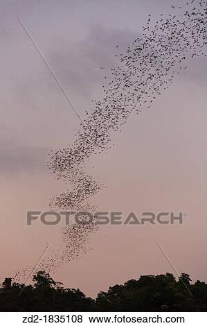 Flocks of Wrinkle-lipped Bats Tadarida plicata in flight at dusk Khao Yai National Park Thailand View Large Photo Image Stock Photo - Flocks of Wrinkle-lipped Bats Tadarida plicata in flight at dusk Khao Yai National Park Thailand. Fotosearch