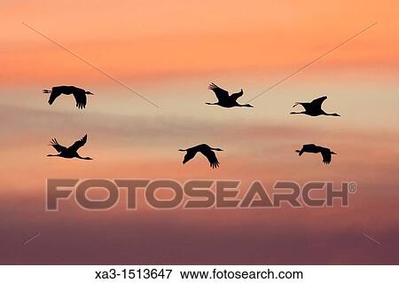 Flok of common cranes, Grus grus, in flight at sunset, Gallocanta, Teruel, Spain View Large Photo Image Stock Photo - Flok of common cranes, Grus grus, in flight at sunset, Gallocanta, Teruel, Spain. Fotosearch