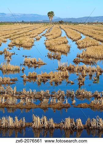 Flooded ricefield. Ebro River Delta Natural Park, Tarragona province, Catalonia, Spain. View Large Photo Image Stock Image - Flooded ricefield. Ebro River Delta Natural Park, Tarragona province, Catalonia, Spain.. Fotosearch