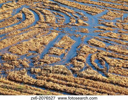 Flooded ricefields after harvest. Ebro River Delta Natural Park, Tarragona province, Catalonia, Spain. View Large Photo Image Stock Photo - Flooded ricefields after harvest. Ebro River Delta Natural Park, Tarragona province, Catalonia, Spain.. Fotosearch