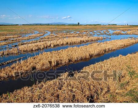 Flooded ricefields after harvest. Ebro River Delta Natural Park, Tarragona province, Catalonia, Spain. View Large Photo Image Stock Photo - Flooded ricefields after harvest. Ebro River Delta Natural Park, Tarragona province, Catalonia, Spain.. Fotosearch