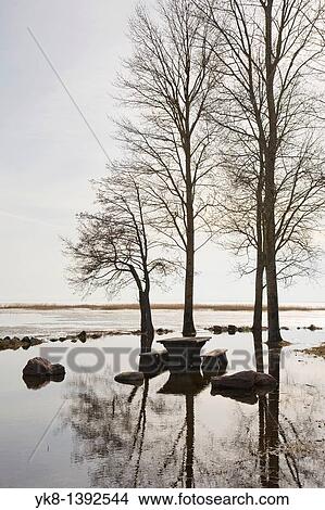 Flooded River Emaj? gi and Trees Silhouettes in Rannu J? esuu by Lake V? rtsj? rv, Estonia View Large Photo Image Picture - Flooded River Emaj? gi and Trees Silhouettes in Rannu J? esuu by Lake V? rtsj? rv, Estonia. Fotosearch