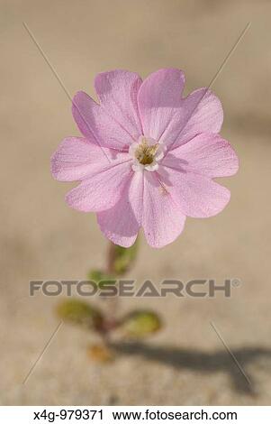 Stock Image - Flor de colleja de playa en las dunas Flower of Silene littorea littorea in sand dunes Pontevedra, Espaa. Fotosearch