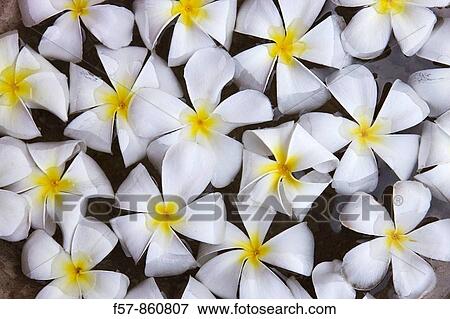 Floral decoration, Sri Lanka View Large Photo Image Stock Photo - Floral decoration, Sri Lanka. Fotosearch
