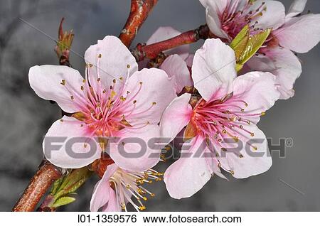 Flores de almendro Prunus dulcis. View Large Photo Image Stock Photograph - Flores de almendro Prunus dulcis.. Fotosearch
