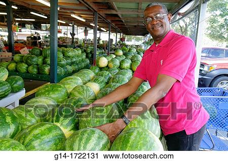 Florida, Dover, Brandon Farms Market, locally grown produce, for sale, business, sweet seedless watermelons, Black, man, smiling, selecting, View Large Photo Image Stock Image - Florida, Dover, Brandon Farms Market, locally grown produce, for sale, business, sweet seedless watermelons, Black, man, smiling, selecting,. Fotosearch