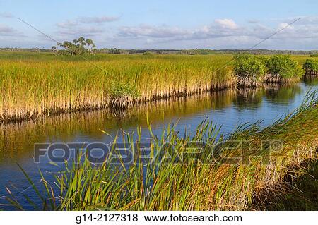 Florida, Everglades, Big Cypress National Preserve, Tamiami Trail, US 41, sawgrass, palm tree hammock, mangrove,. View Large Photo Image Stock Photo - Florida, Everglades, Big Cypress National Preserve, Tamiami Trail, US 41, sawgrass, palm tree hammock, mangrove,.. Fotosearch