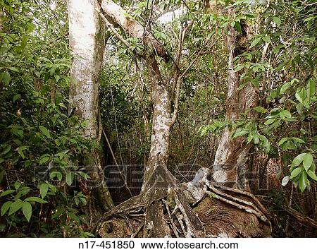 Florida Everglades View Large Photo Image Stock Image - Florida Everglades. Fotosearch
