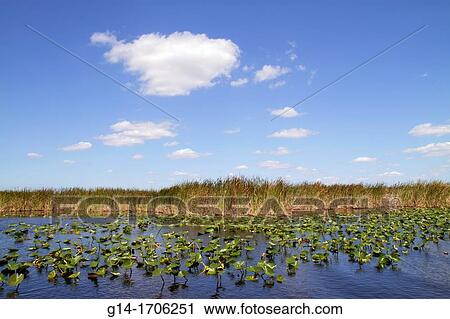 Florida, Fort Ft Lauderdale, Everglades Wildlife Management Area, Water Conservation Area 3A, sawgrass, Cladium jamaicense, Nuphar advena, spatterdock, yellow pond-lily, View Large Photo Image Stock Image - Florida, Fort Ft Lauderdale, Everglades Wildlife Management Area, Water Conservation Area 3A, sawgrass, Cladium jamaicense, Nuphar advena, spatterdock, yellow pond-lily,. Fotosearch
