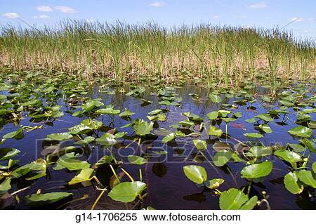 Florida, Fort Ft Lauderdale, Everglades Wildlife Management Area, Water Conservation Area 3A, sawgrass, Cladium jamaicense, Nuphar advena, spatterdock, yellow pond-lily, ripples, View Large Photo Image Stock Photography - Florida, Fort Ft Lauderdale, Everglades Wildlife Management Area, Water Conservation Area 3A, sawgrass, Cladium jamaicense, Nuphar advena, spatterdock, yellow pond-lily, ripples,. Fotosearch
