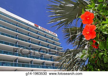Florida, Hollywood, Crowne Plaza Hollywood Beach, hotel, hibiscus, flower,. View Large Photo Image Stock Image - Florida, Hollywood, Crowne Plaza Hollywood Beach, hotel, hibiscus, flower,.. Fotosearch